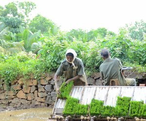 Man steering transplanter while woman feeds paddy mats into it