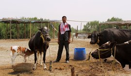 চর ছেড়ে চলল দুধের নৌকা