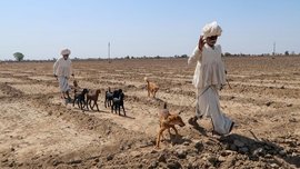 गुजरातची घटती गायरानं आणि मेंढरांचा घोर