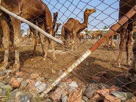 कच्छच्या वाळवंटातली जहाजं गोशाळेच्या दारात