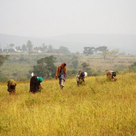 Women at work in the fields