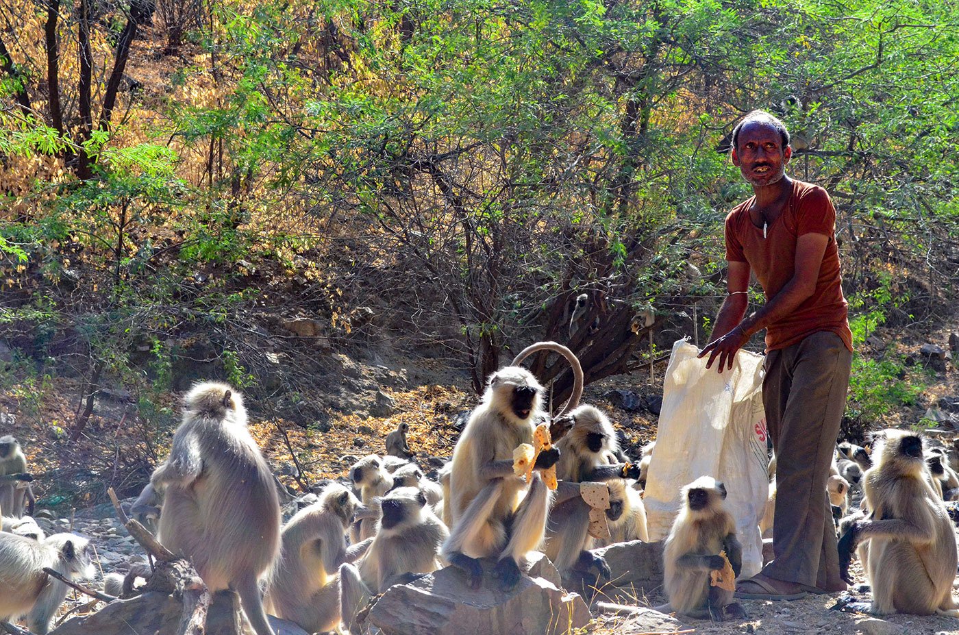 Jhujaram Dharmiji Sant feeding the langurs