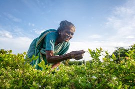 In TN: the struggles behind the scent of jasmine