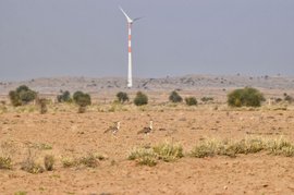 ऊर्जेचा हव्यास आणि माळढोक पक्ष्यांचा बळी