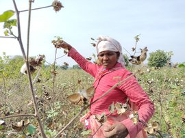 यवतमाळचे कोलाम आणि कोलामी