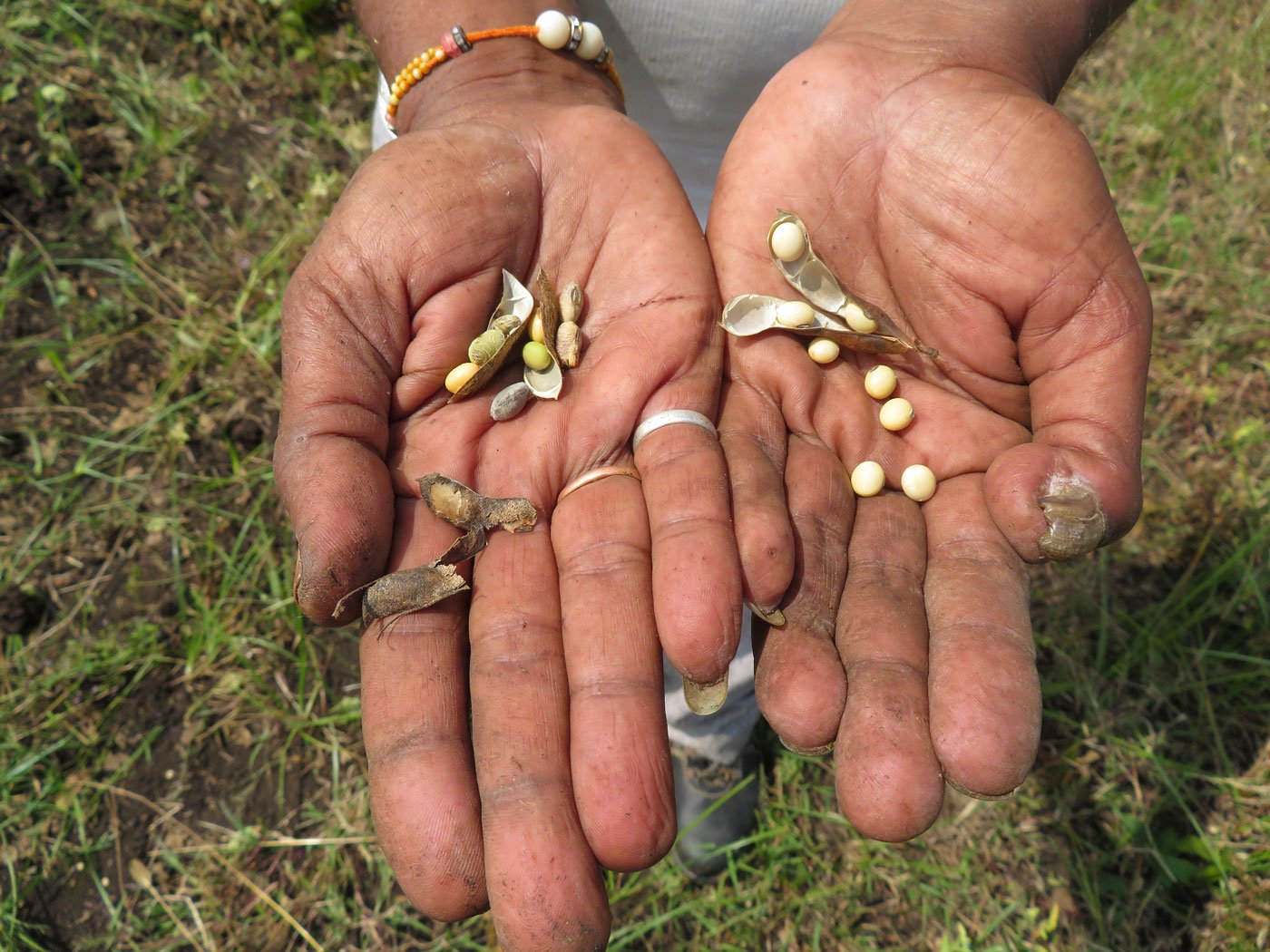 Ashok showing the difference between good and bad quality soyabeans. In his left hand are rotten beans due to heavy rainfall and in right hand good quality beans which has demand in the market.