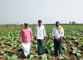 प्रकासममधला तंबाखूचा अखेरचा झुरका