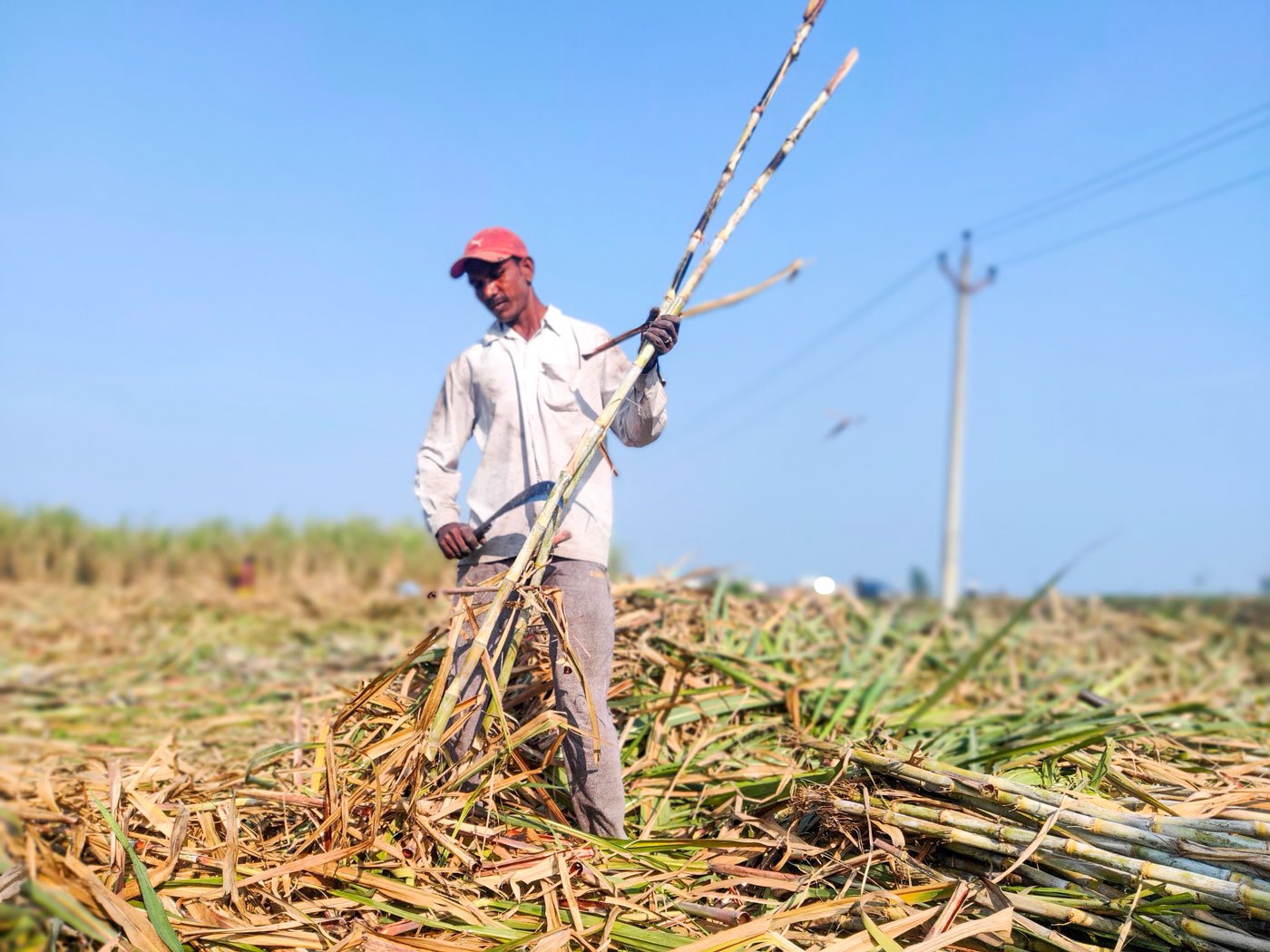 Ramesh Sharma is among lakhs of farmers from Bihar who earn more by working as farm labourers in Haryana than by harvesting the maize they grow at home