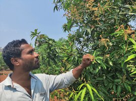 In Anakapalli: mango season is not so sweet