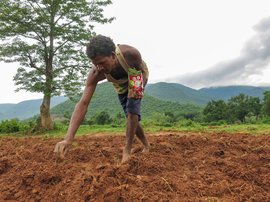 ওড়িশায় বোনা হচ্ছে জলবায়ু সংকটের বীজ