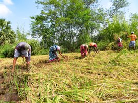 பல்காரில் சரிந்த நெற்கதிர்களும், நம்பிக்கைகளும்