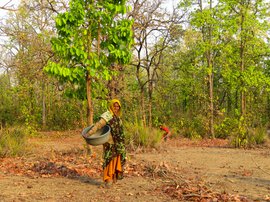 कम बारिश का असर : उमरिया में धीरे-धीरे घट गई महुआ की पैदावार