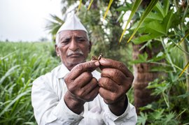 The last drops of castor oil in Jambhali