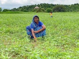 The Runj river and Ajaigarh’s daal farmers