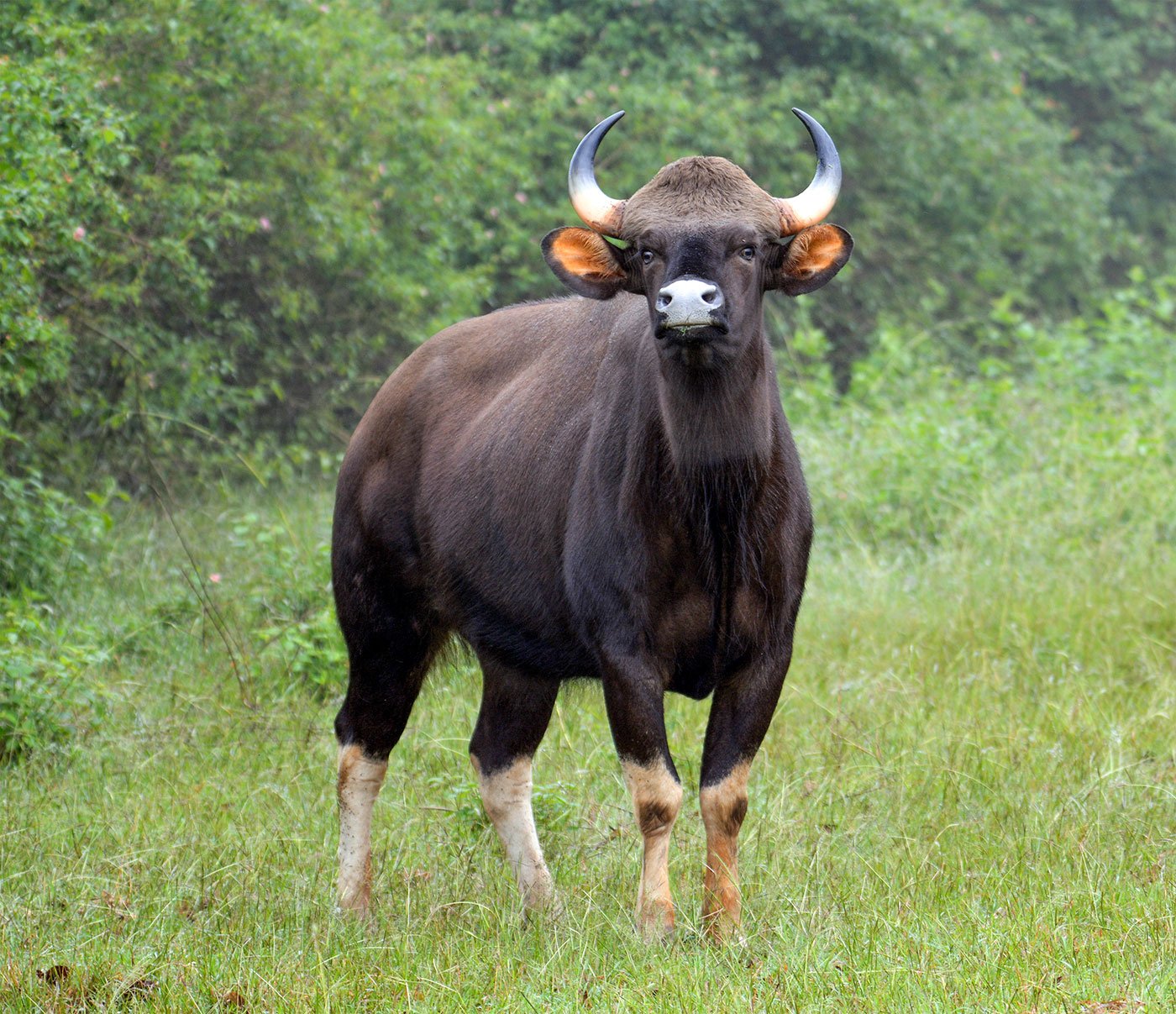 A gaur in Radhanagari sanctuary