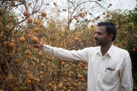 ମରାଠ୍‌ୱାଡା ମୋସାମ୍ବିର ରସଶୂନ୍ୟ ହୋଇଯାଇଛି