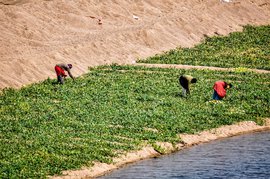 Farming on the bed of the Mahanadi