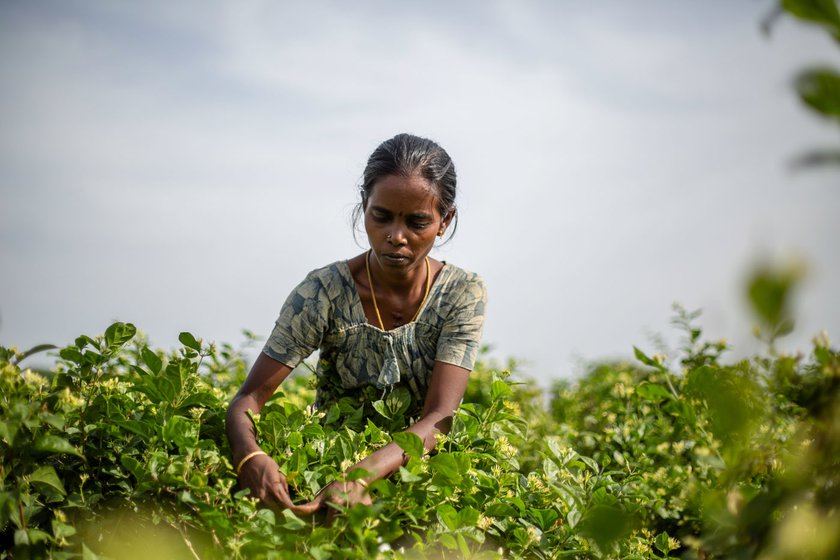 Chitra plucks 1-2 kilos of jasmine flowers (left) at a farm for daily wages. She gathers neem fruits, which she sells after drying them