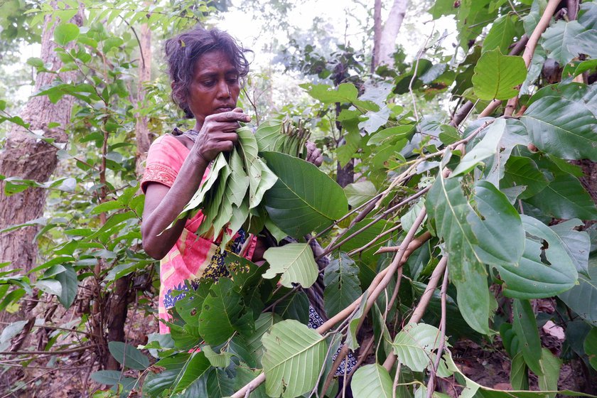 Sakuni (left) and Geeta Devi (right), residents of Kope village in Latehar district, have been friends for almost three decades. They collect sal leaves from Hehegara forest and fashion the leaves into bowls and plates which they sell in the town of Daltonganj, district headquarters of Palamau