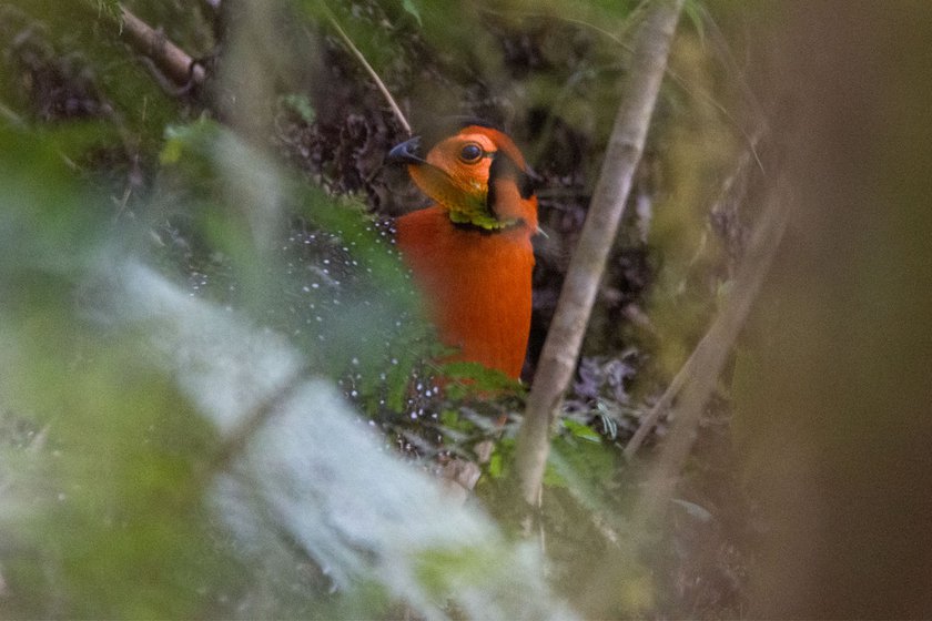 In Arunachal Pradesh’s Eaglenest Wildlife Sanctuary, Micah managed to photograph a rare sighting of Blyth’s tragopan (left) .