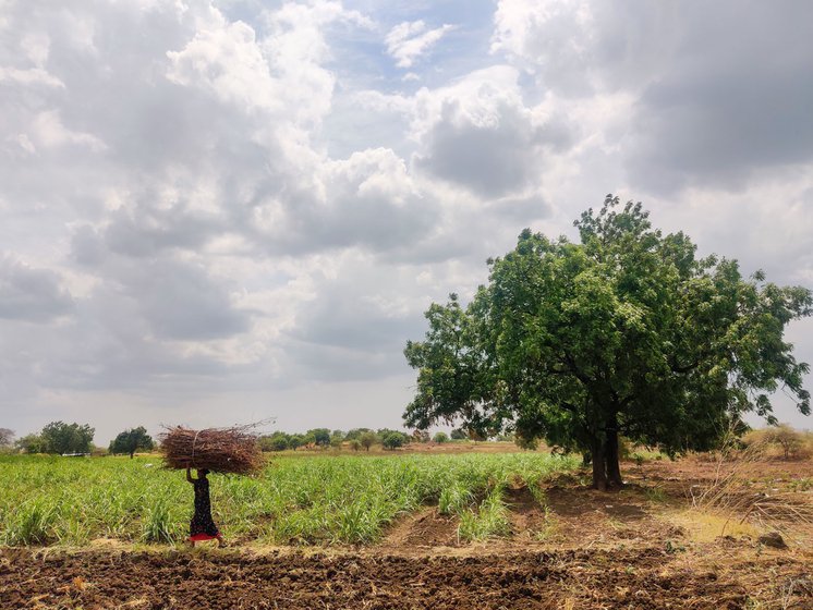 The farm in Harki Nimgaon village, where Ravi Bobde (right) cultivated cotton, soyabean and tur with his late father