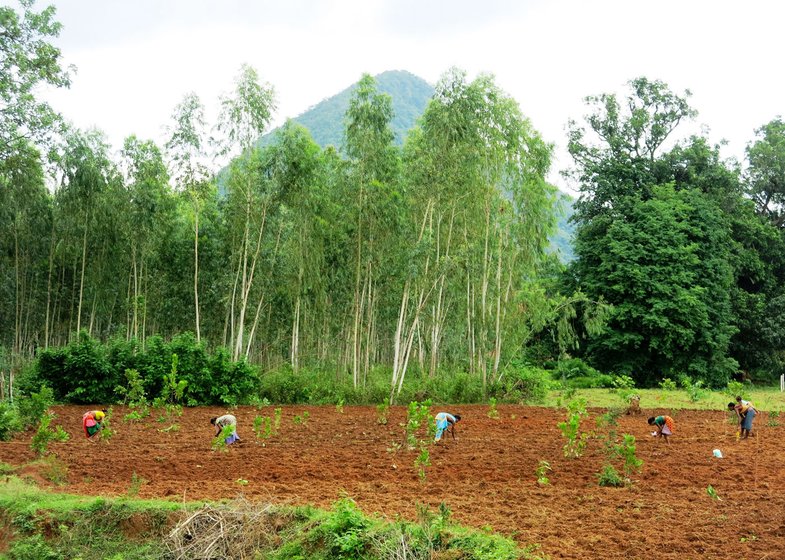 Adivasi farmers are taking to GM cotton, as seen on this farm in the Niyamgiri mountains.