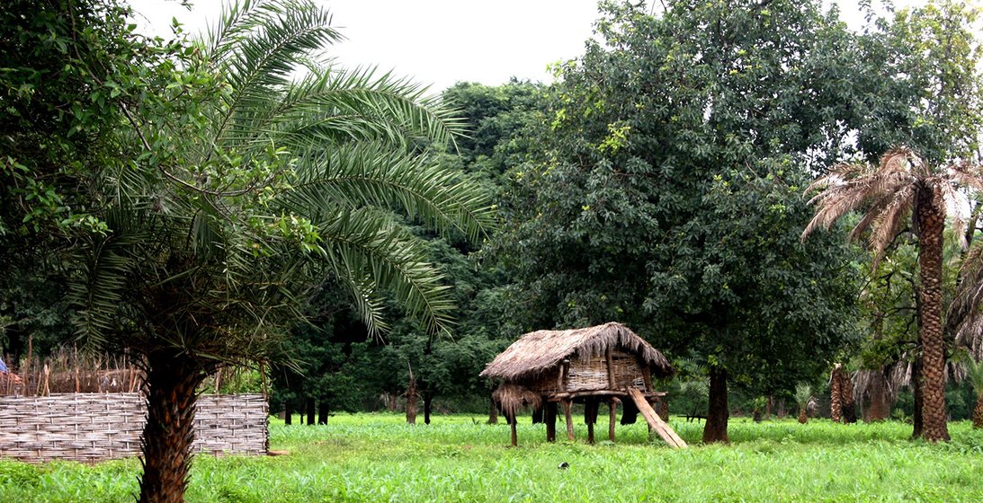 Toddy trees in Farsegarh village, Chhattisgarh