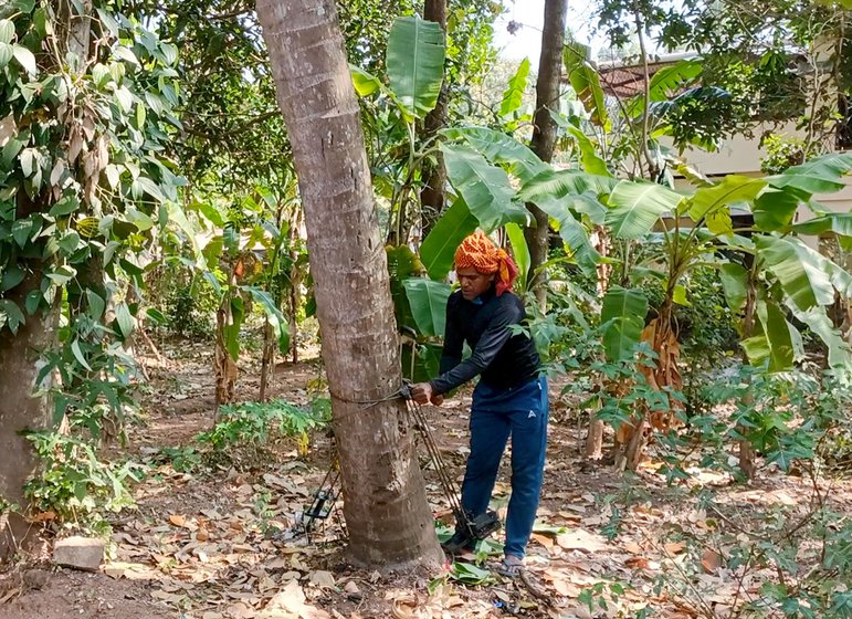 Right: He ties the ropes around the base of the coconut tree