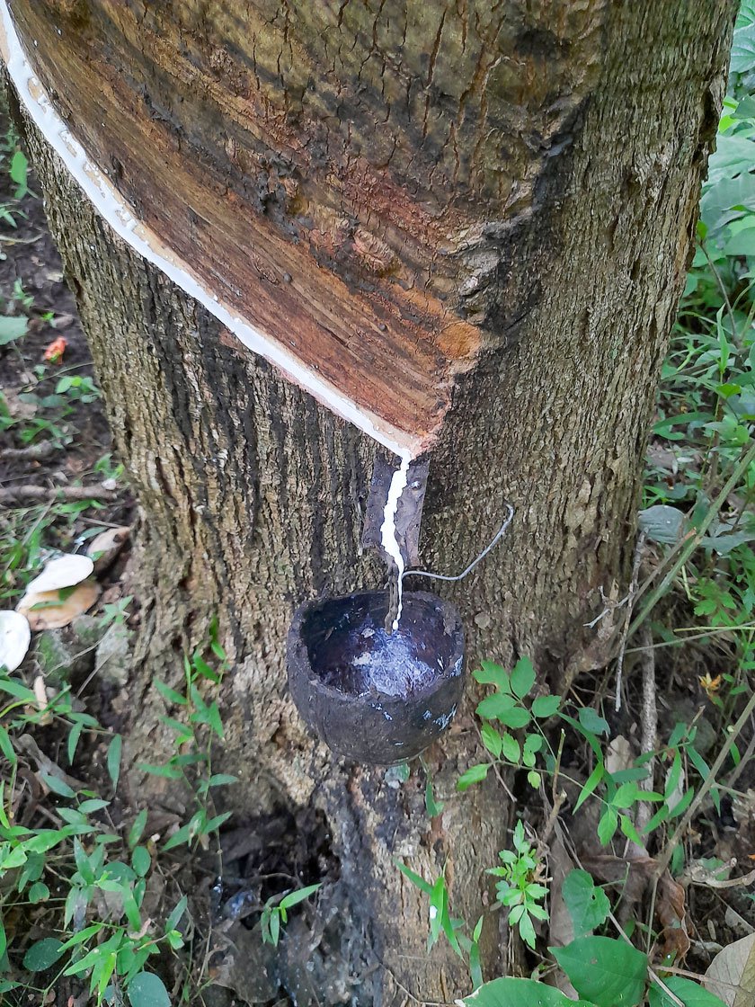 Srirangan tapping rubber trees in his plantation in Surulacode village. He cuts a strip from the bark; latex flows into the black cup