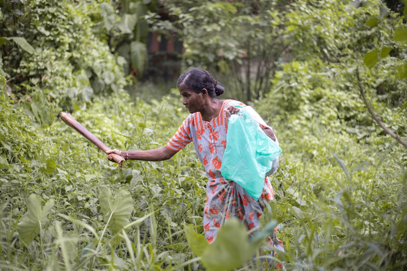 She beats the stick (right) to make noise to ward-off snakes and other creatures that may be lurking in the dense vines