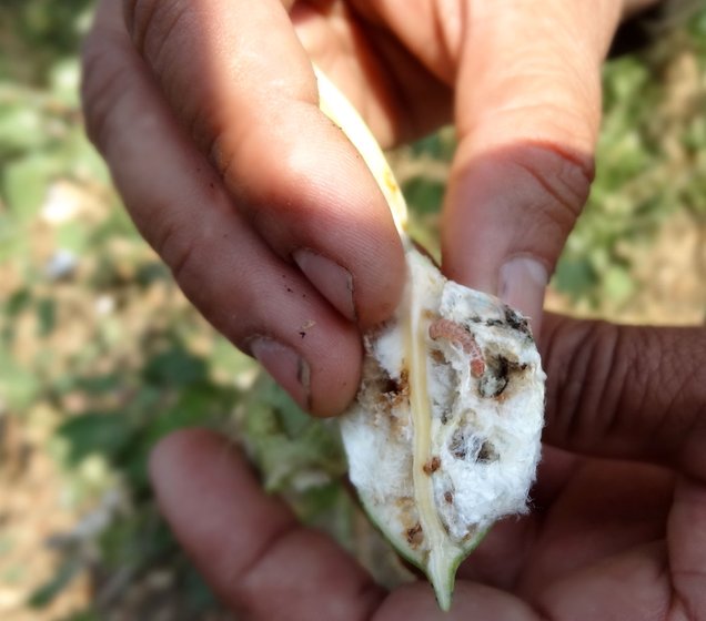 a man showing pest-infested boll of cotton