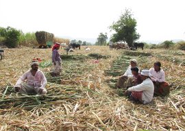 ক’ৰণা-কাৰফিউৰ মাজতো কুঁহিয়াৰ চপোৱা কাম