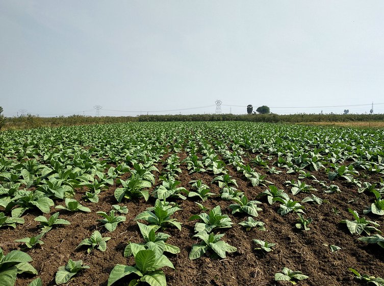 Tobacco field