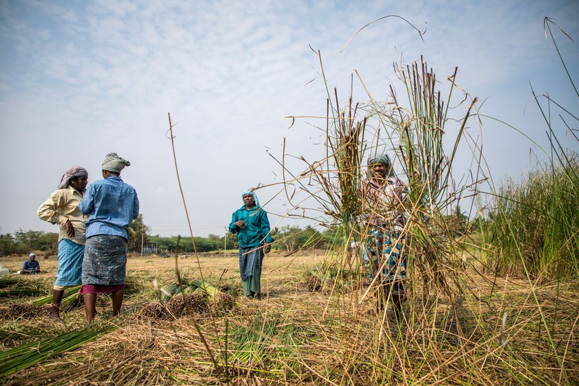 Left: V.M. Kannan (left) and his wife, K. Akkandi (right, threshing), work together in the korai fields. Most of the korai cutters from Amoor are women