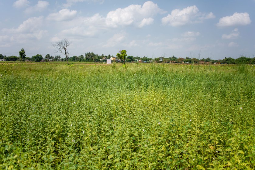 Vadivelan and Priya (left) on the banks of Kollidam river at sunset, 10 minutes from their sesame fields (right) in Tiruchirappalli district of Tamil Nadu