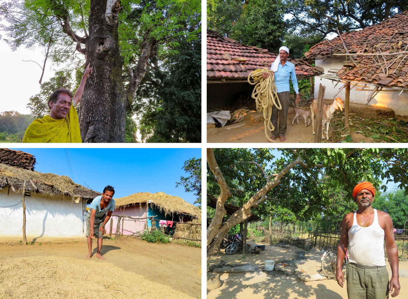 Top row: 'Today, bee hives are difficult to find', say honey-hunters Brij Kishan Bharti (left) and Jai Kishan Bharti (right). Bottom left: 'We are seeing  new pests', says Lotan Rajbhopa. Bottom right: 'When bees are less, flowers and fruit will also be less', says Ranjit Singh  