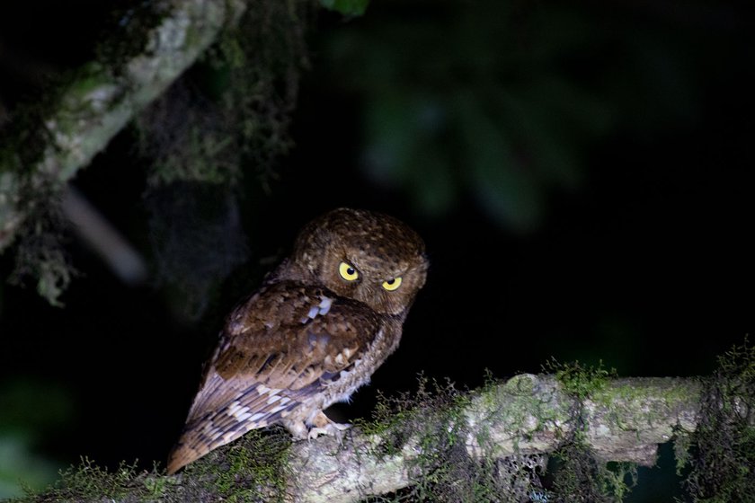 From winged creatures to furry mammals, Micah has photographed roughly 300 different species over the years. His images of a Mountain Scops Owl (left) and the Asian Golden Cat (right)