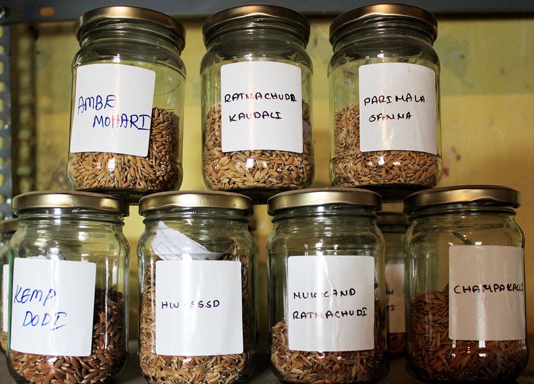 Ghani preserves desi paddy in glass bottle, along with the paddy name label outside