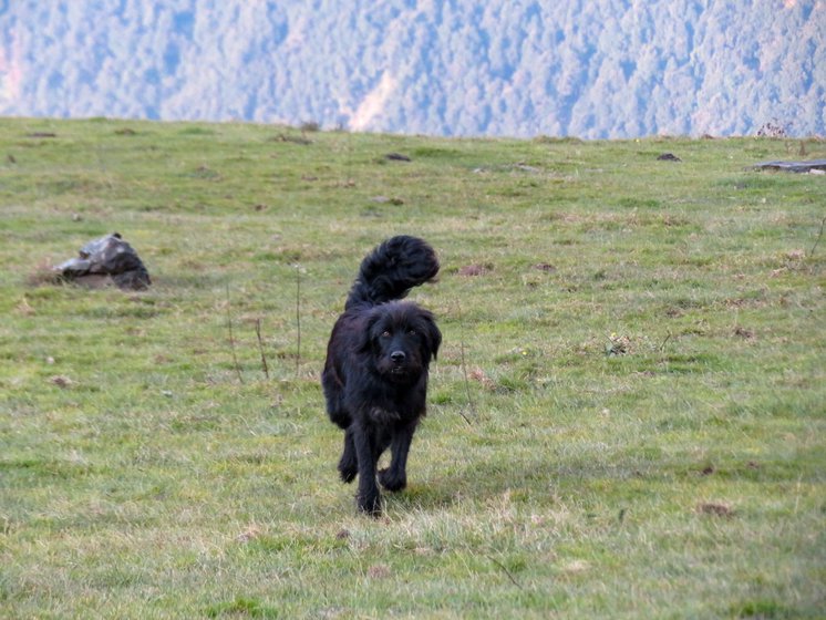 Sheroo, the Bhutia guard dog, is a great help to the shepherds.