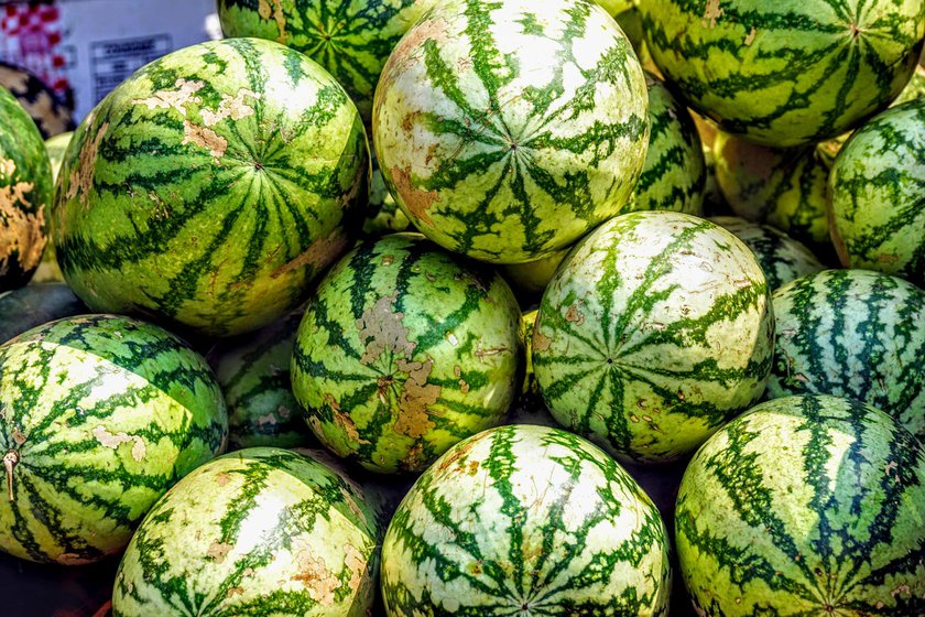 Watermelons (left) and cucumbers (right) grown here on the bed of the Mahanadi