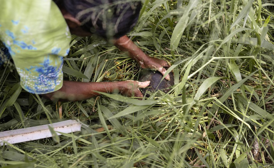 Left: Thankamma often has to cut the lower branches of the trees to clear the way.