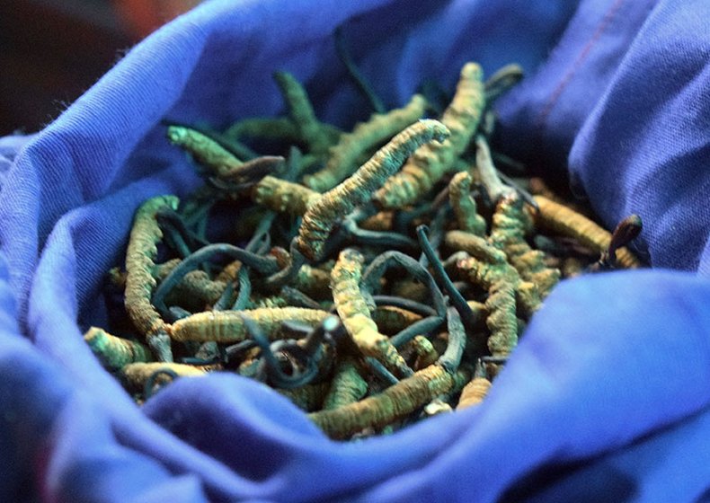 Caterpillar fungus – the collection of keeda jadi of Gopal Singh. He says he spends his all-year round household expenses on earnings of keeda jadi