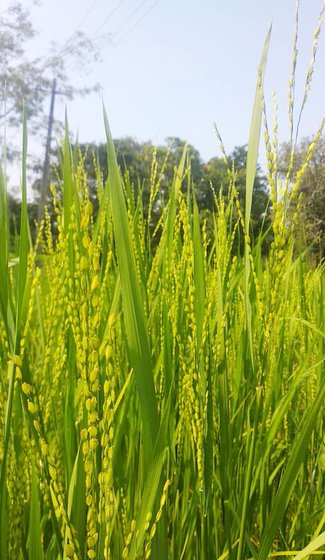 Desi paddy ready to harvest in Ghani field 