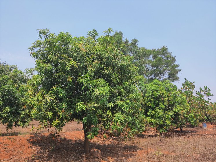 The mango flowers in Nagaraju's farm (right) bloomed late this year. Many shrivelled up (left) because of lack of water and unseasonal heat