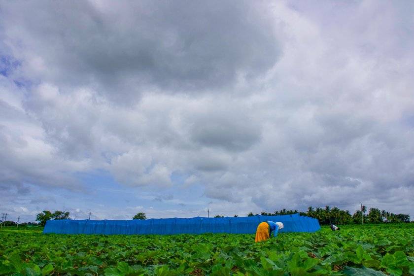 Left: Flowers that will be used for pollination are stored in a vessel. Right: Ratnavva pollinates the stigmas of about 200 okra plants within the first half of the day