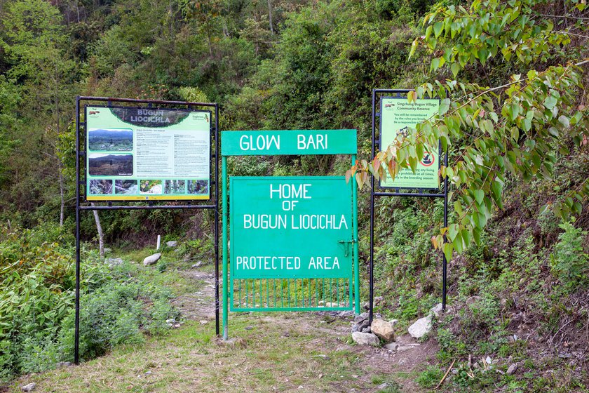 The critically endangered Bugun Liocichla bird inhabits the 17 sq. km SBVCR forest reserve adjacent to Singchung town