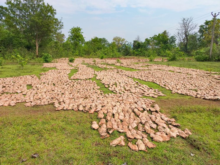 Right: Dried kendu leaves which are ready to be collected