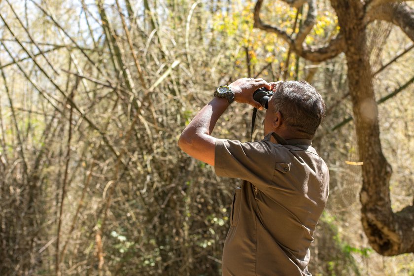 Left: Siddan looking for birds in a bamboo thicket.