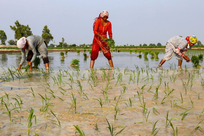 Rajveer Kaur (in red) says families of farm labourers in the village start taking children to the fields when they are seven or eight years old to watch their parents at work.