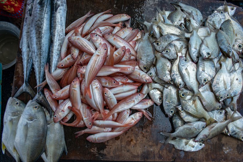 Auctioneers like Maneesha get to work once the fish comes into the harbour. Some fish need to be kept in a ice box to prevent them from getting spoilt while some are kept in the open (left)